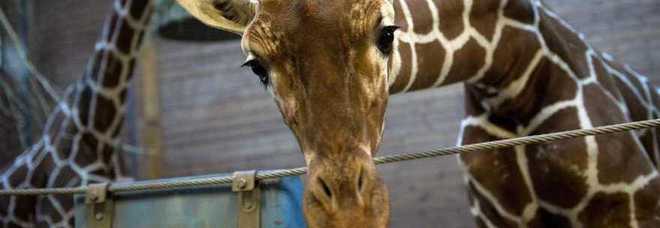 Marius, la giraffa giustiziata a Copenaghen