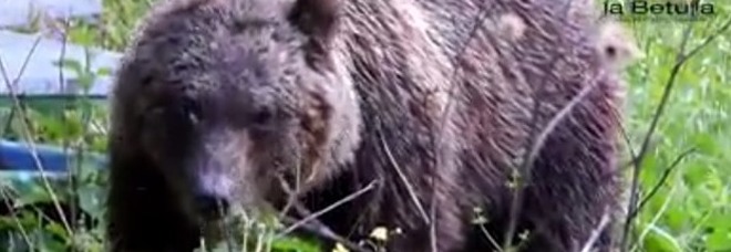 Faccia a faccia con l'orso: incontri ravvicinati nel Parco d'Abruzzo