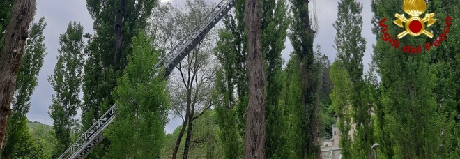 A Borbona abbattuti tre pioppi che minacciavano di cadere nell'area di un parco pubblico