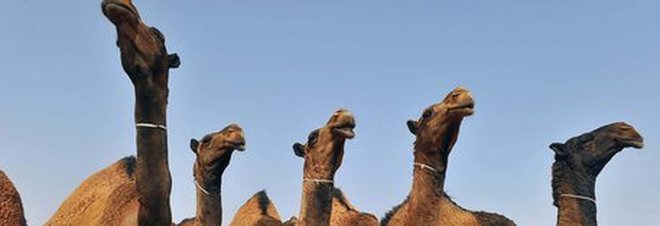 Arabia Saudita, 12 cammelli squalificati da concorso di bellezza: erano stati "abbelliti" con il botox