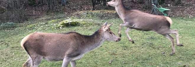 Due giovani esemplari di Cervo nel Parco dei Monti Simbruini nella Valle dell'Aniene,