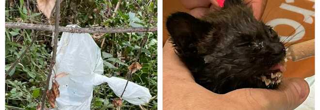 Gattino chiuso in una busta e appeso a un ramo, salvato dai carabinieri che lo prenderanno in adozione