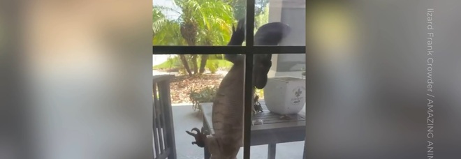 Florida, Godzilla "bussa" alla finestra di casa: ecco cosa è successo