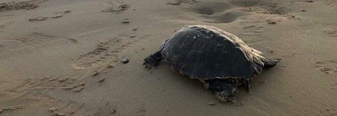 Onde e mare agitato, tartaruga trovata morta sulla spiaggia