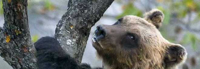Troppi turisti, l'orsa si rifugia sull'albero