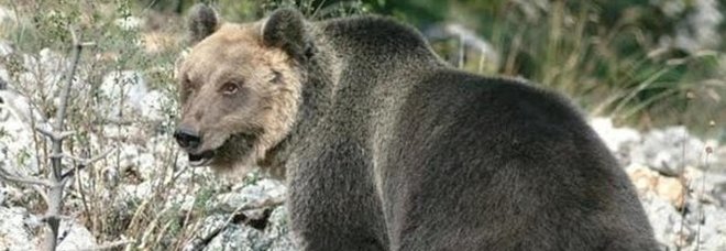 «L'orso che ha aggredito padre e figlio va abbattuto». Fugatti (Provincia di Trento): firmo l'ordinanza