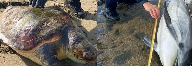 Un delfino e una tartaruga morti sulla spiaggia di Fondi