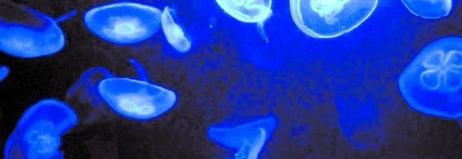 A Livorno piovono meduse blu Chiusa la terrazza del lungomare