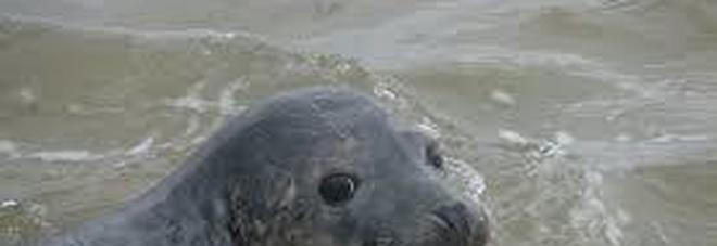 Turchia, foca fugge dal parco acquatico: trovata mentre nuotava davanti ai curiosi
