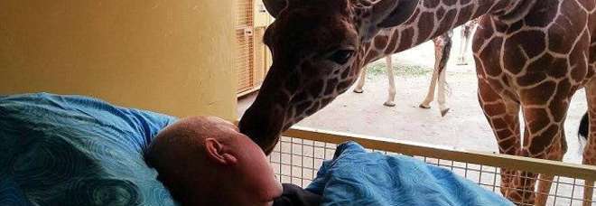 La giraffa bacia l'ex dipendente dello zoo morente. La storia che ha commosso il web