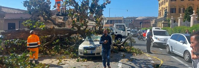 Roma, crolla un albero in via Cernaia: colpite auto in transito, paura ma nessun ferito
