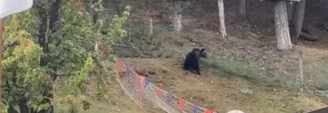 Irruzione dell'orso nel campo di tiro con l'arco a Roccaraso
