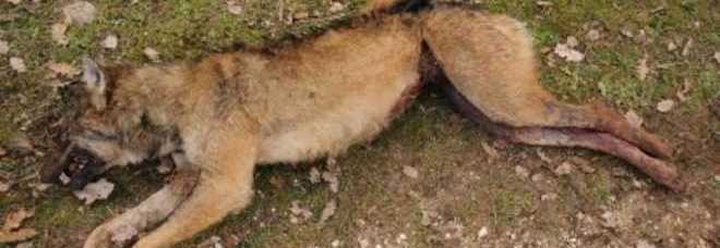 Orrore a Grosseto, lupo ucciso a fucilate e lasciato in piazza: è il secondo caso