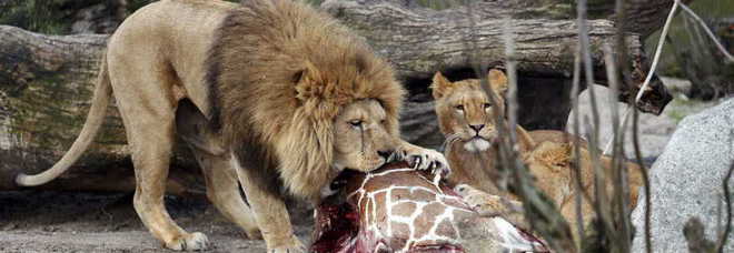 Danimarca, uccisa la giraffa Marius nello zoo. La carcassa data in pasto ai leoni