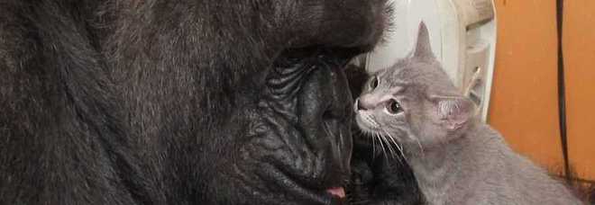 Il gorilla adotta i due gattini: il video commuove il web