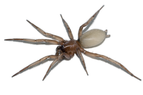 Il ragno violino, vive in Italia ed è velenoso. Un 59enne morso si salva per miracolo, ma attenzione a questo insetto
